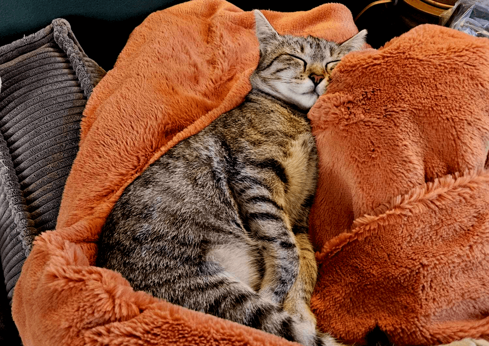 ABRICOT ex FELICIA depuis octobre dernier avec sa famille, de plus en plus câline