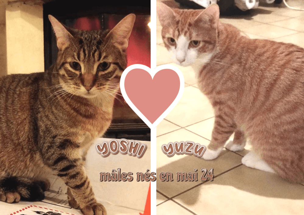 YUZU et YOSHI, 2 frères très attachés l'un à l'autre,  à adopter ensemble dans le 33, visibles sur St André de Cubzac