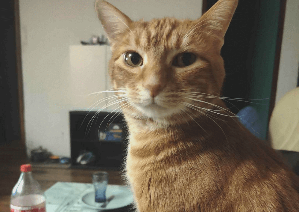 De chaton très craintif, adopté il y a 1 an 1/2, STORM est à présent 