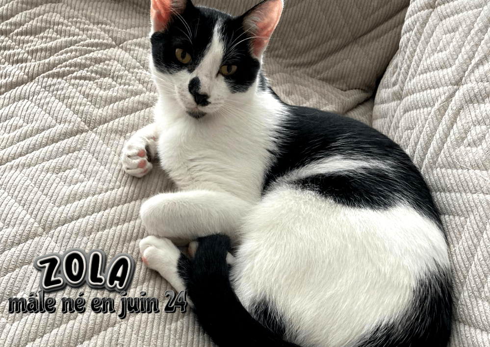 Adopter un chat dans le 33 - Trouvez votre compagnon idéal