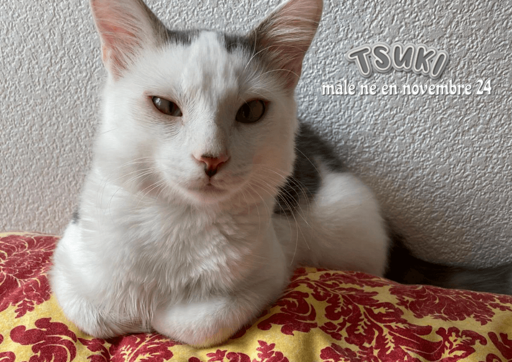 Adopter un chat dans le 33 : Trouvez votre compagnon idéal !