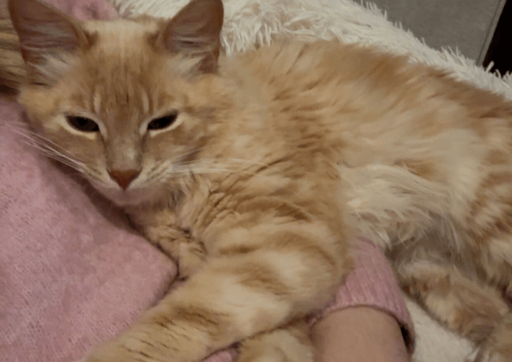 le beau ROMEO adopté il y a 5 mois