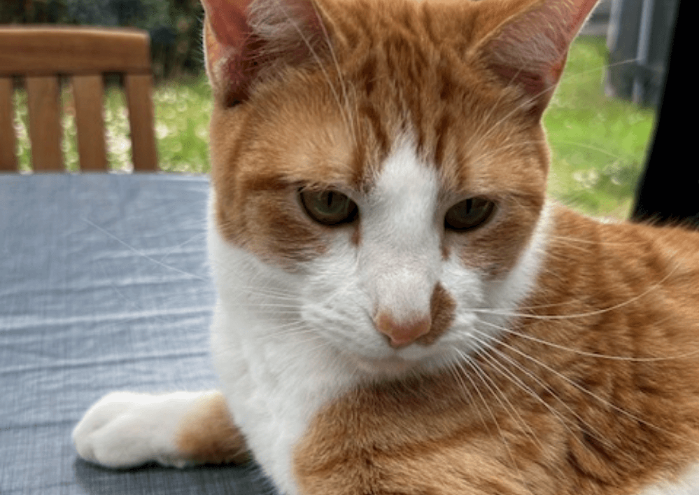 KAITO fête ses 2 ans en famille
