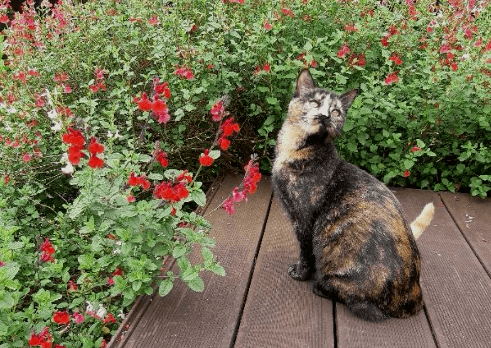 Adopter un chat dans le 33 - Trouvez votre compagnon félin
