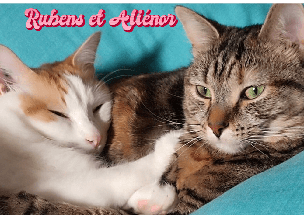 RUBENS et ALIENOR ont fêté leurs 2 ans, chats adoptés ensemble