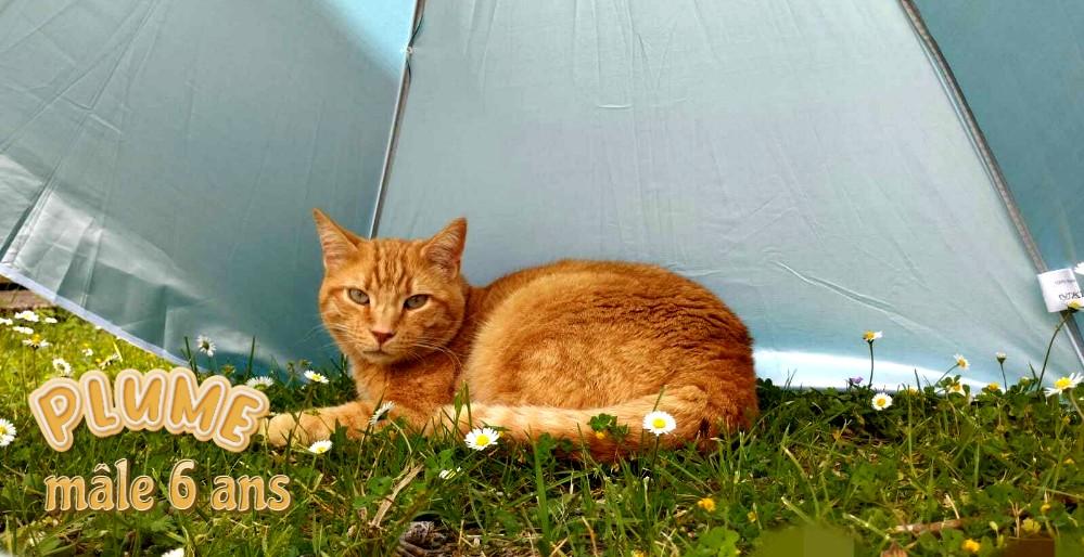 Adopter un chat dans le 33 : PLUME un câlin, un bavard