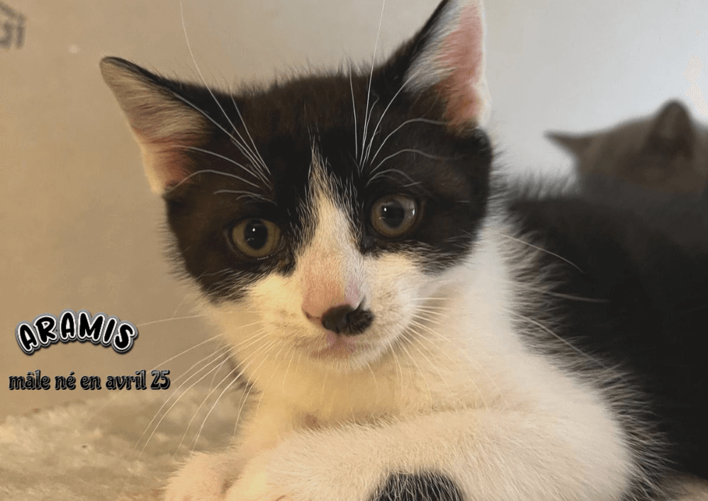 Adopter le chaton ARAMIS , joueur et sociable , petit Félix