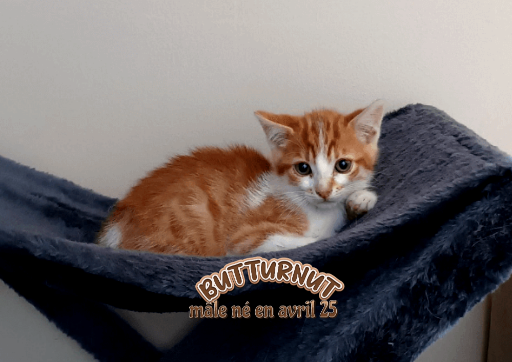 Adopter  le chaton BUTTURNUT dans le 33 ,