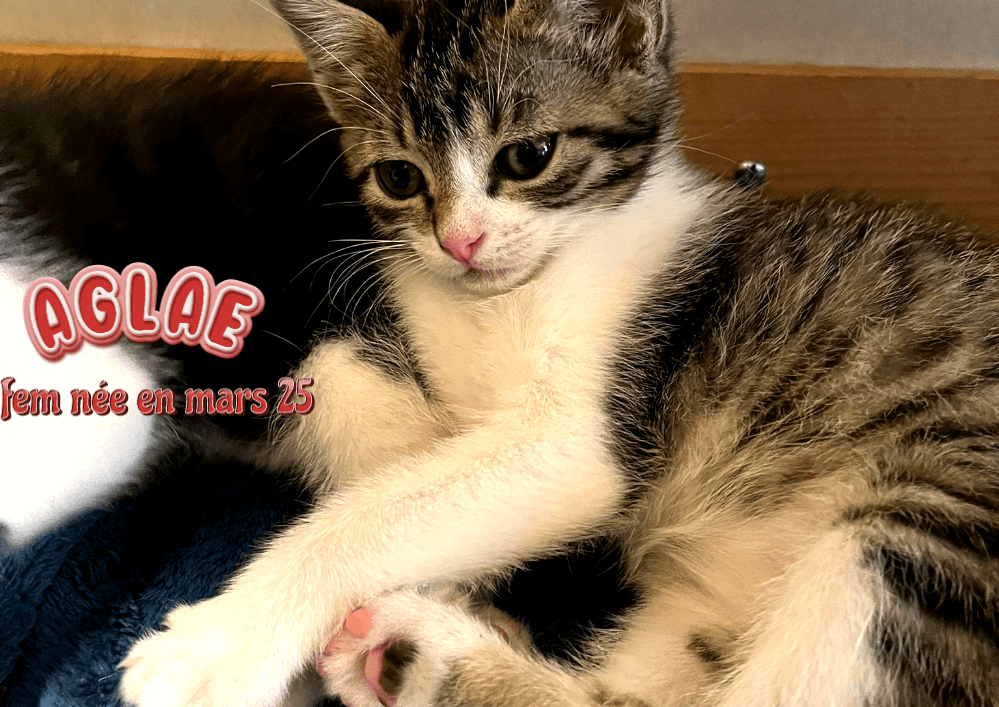 Adopter  AGLAE une  douce et calme chatte dans le 33 -