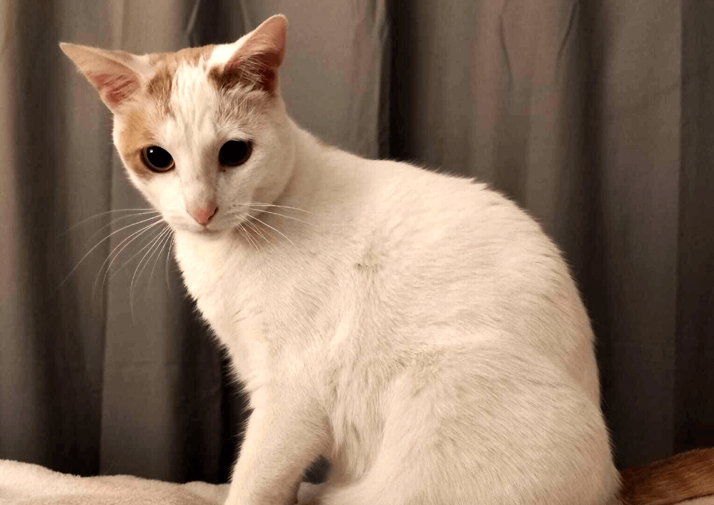 MINA a 2 ans, adoptée chaton, elle fait le bonheur de sa famille
