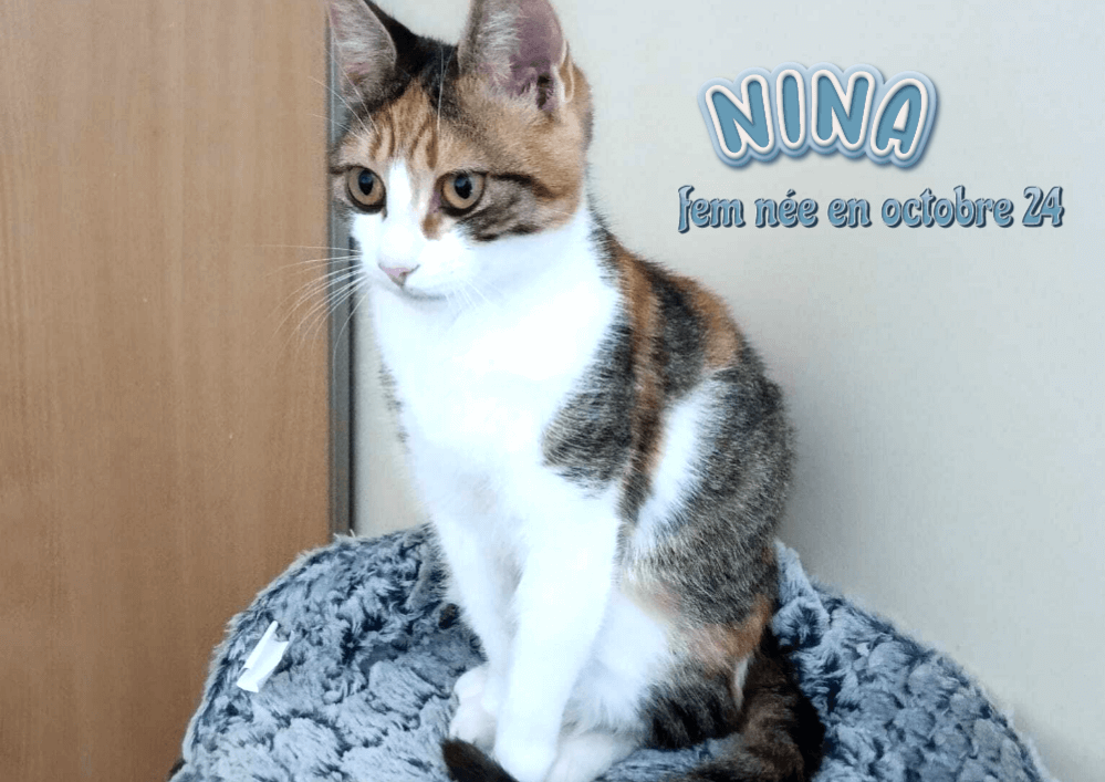 Adopter dans le 33 NINA chatte câline et proche des humains