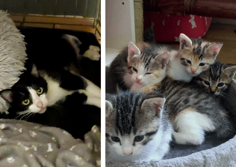 A adopter fin juillet  dans le 33, DOLCA et ses 4 chatons