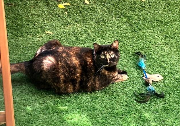 RAJA  a été adoptée il y a 5 ans , tout va bien