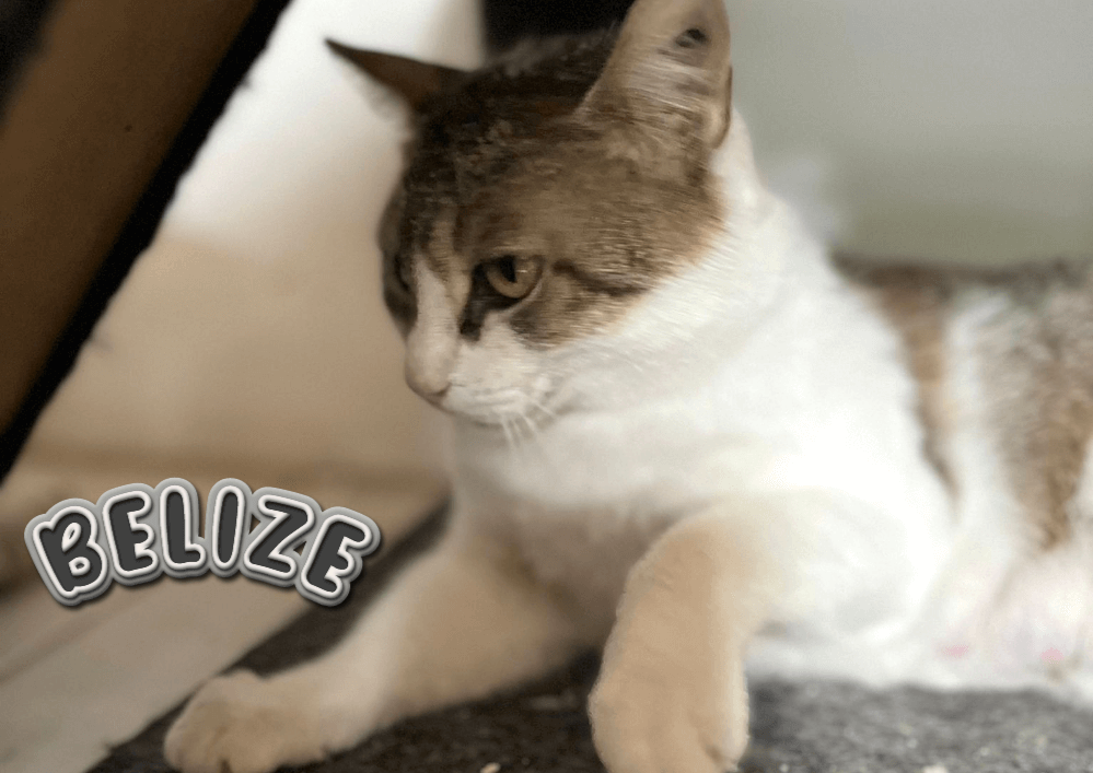 Donnez une chance à BELIZE 3 ans, elle a besoin de connaitre la tendresse