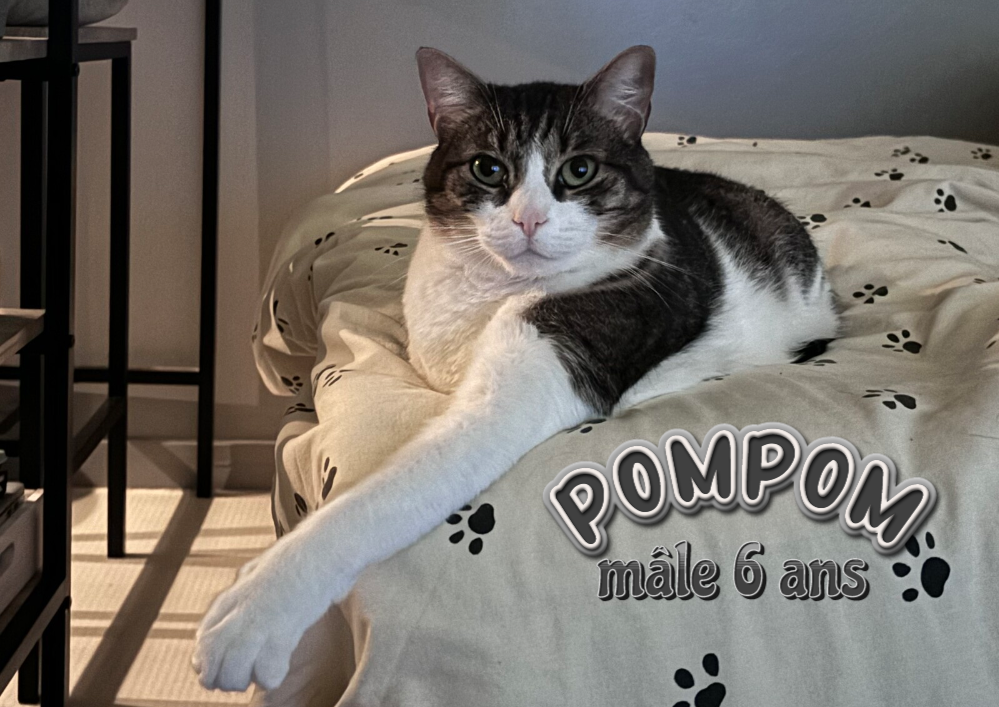 Un nouveau foyer pour le chat POMPON 6 ans,  dans le 33 svp