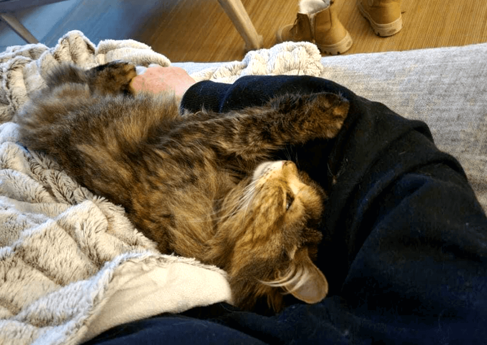 Adopter un chat dans le 33 : Trouvez votre compagnon idéal