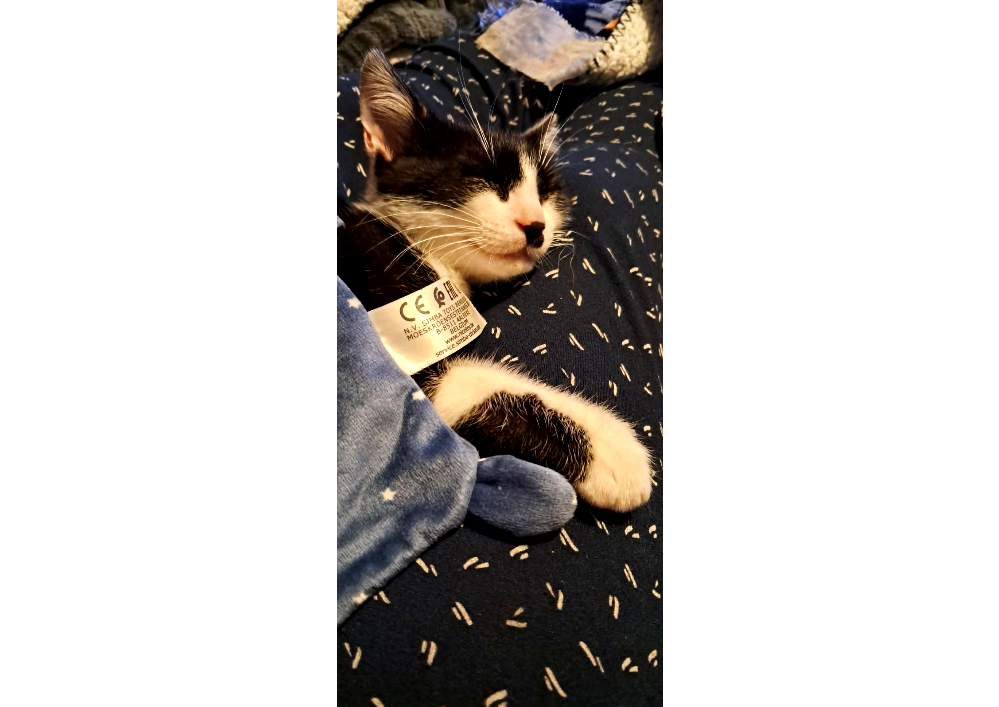 Adopter un chat dans le 33 : Guide et conseils pratiques