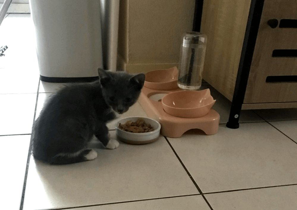Adopter un chat dans le 33 : Trouvez votre compagnon idéal