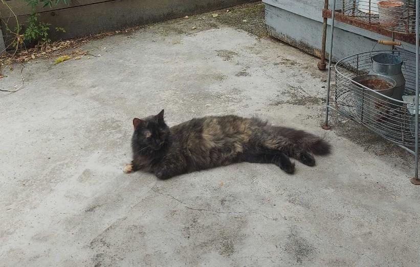 POUPY chatte adoptee il y a 2 mois