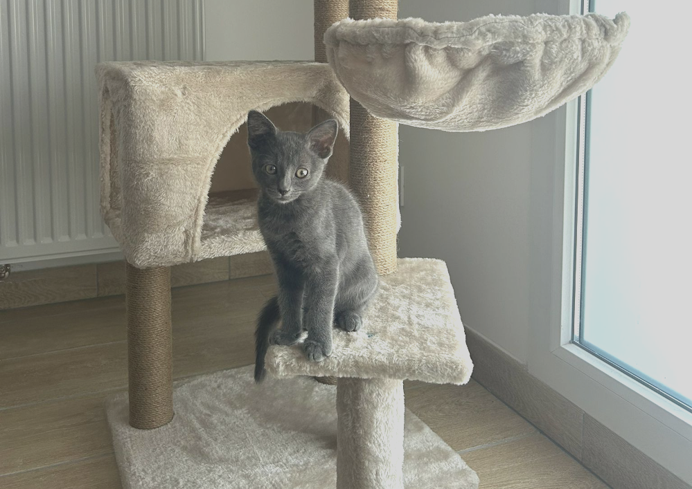 NALA chaton adopté récemment