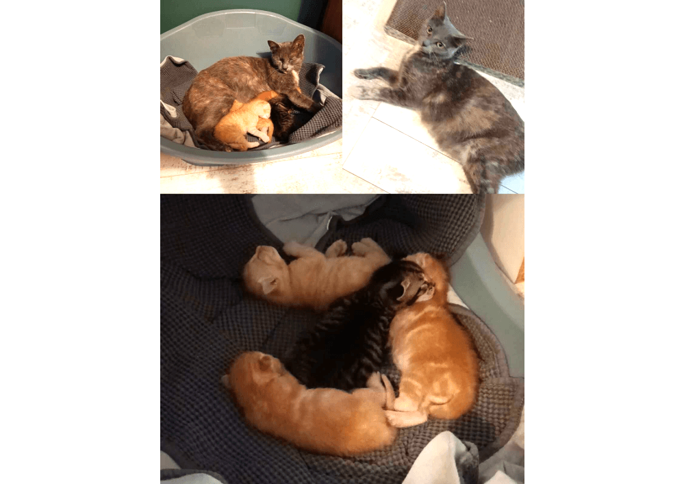 La chatte Mirabelle et ses petits