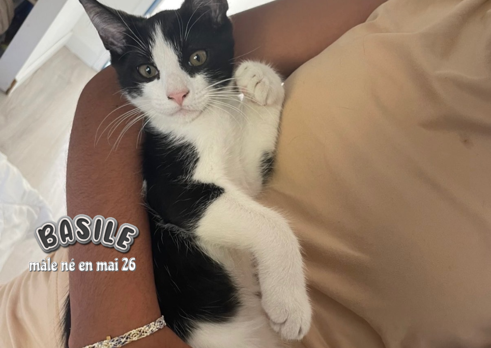 BASILE gentil compagnon adoptable dans le 33, à rencontrer sur Arsac