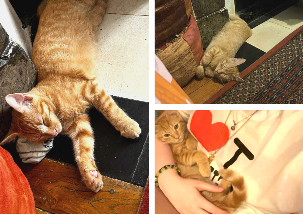Adopter un chat dans le 33 - Guide pratique et conseils