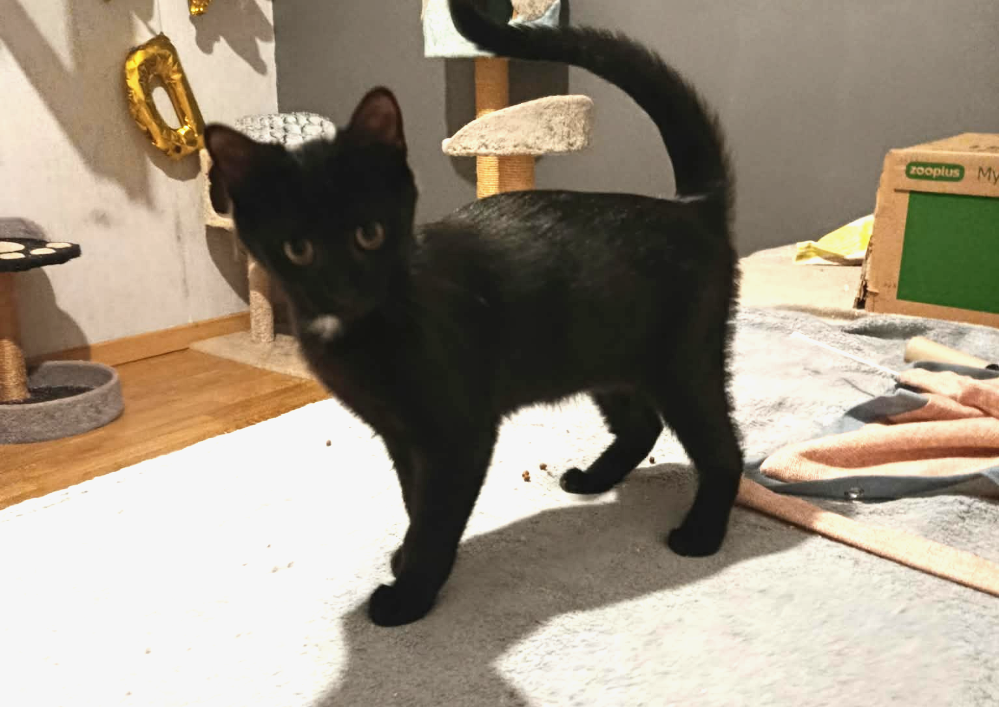 A adopter dans le 33, Cachou, petite douceur , à rencontrer sur St André de Cubzac