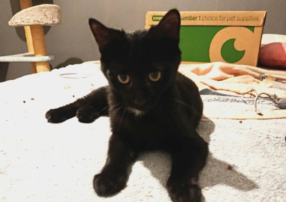 A adopter dans le 33, Cachou, petite douceur , à rencontrer sur St André de Cubzac