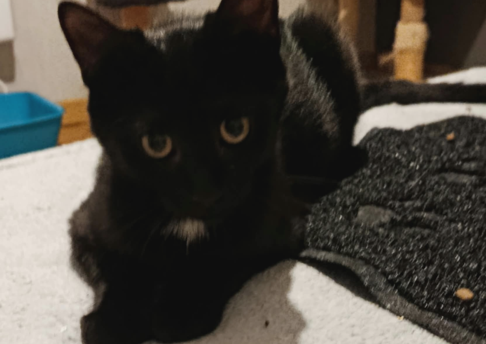 A adopter dans le 33, Cachou, petite douceur , à rencontrer sur St André de Cubzac