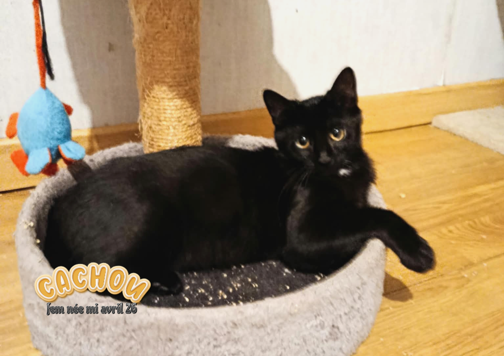 A adopter dans le 33, Cachou, petite douceur , à rencontrer sur St André de Cubzac