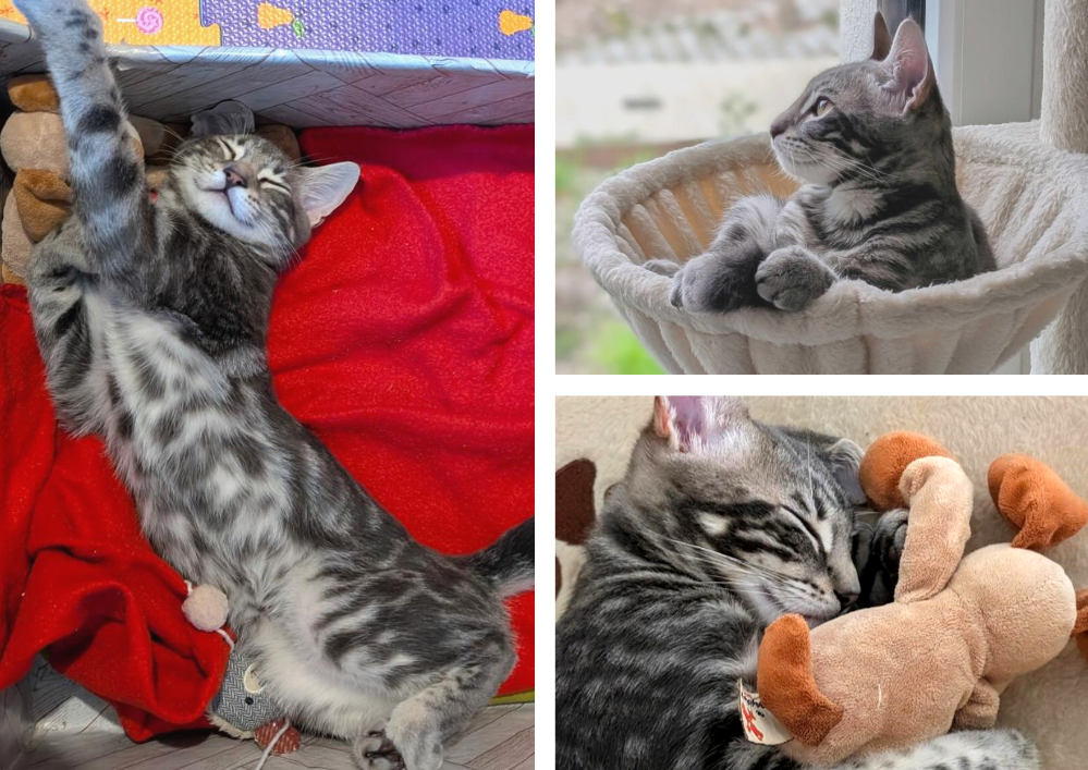 Adopter un chat en Gironde (33) : Conseils et démarches