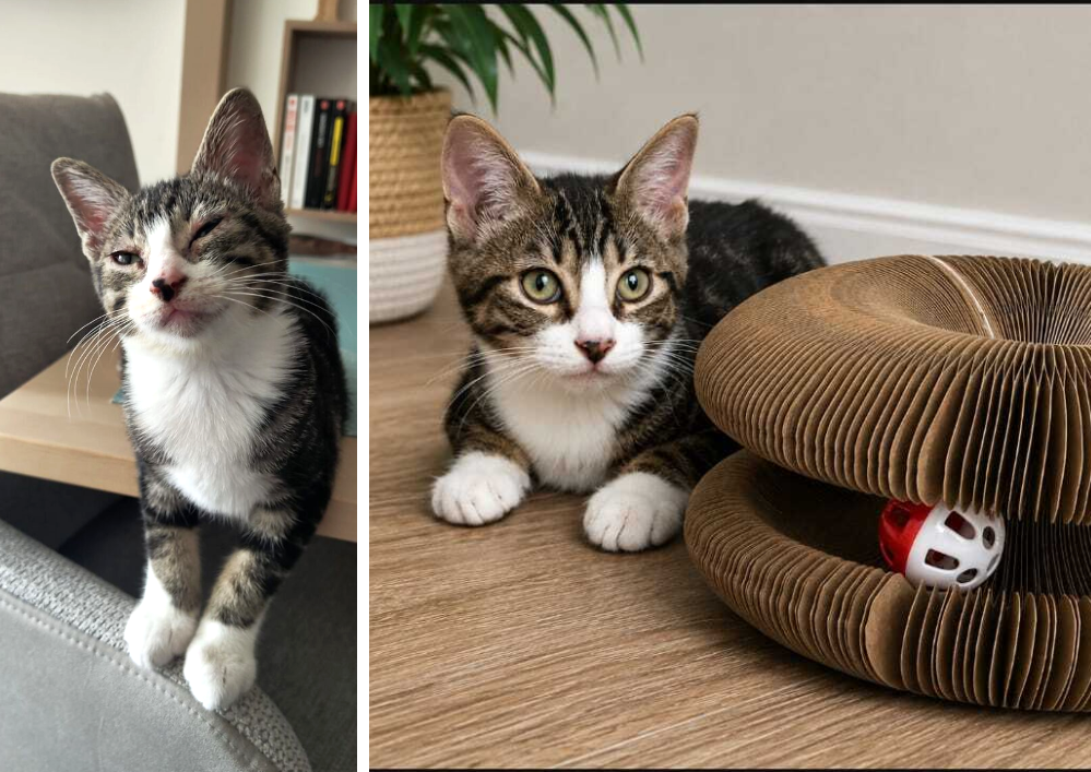 Adopter un chat dans le 33 : conseils et associations
