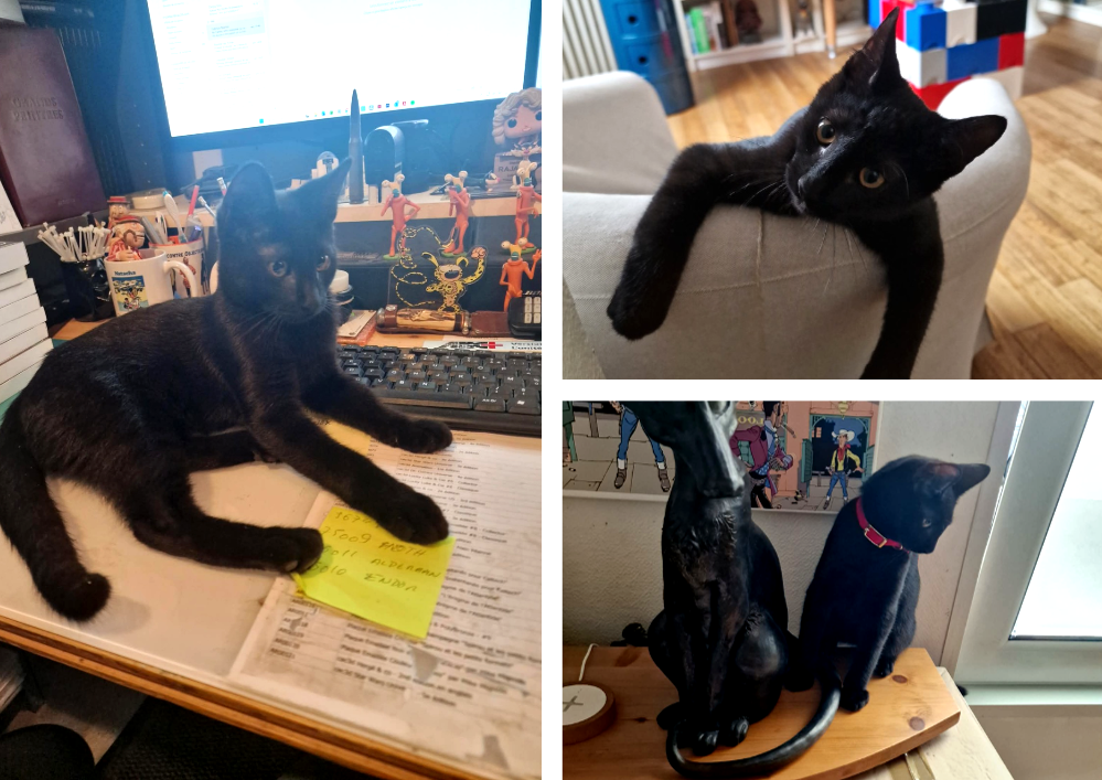 Adopter un chat dans le 33 : conseils et adoptions