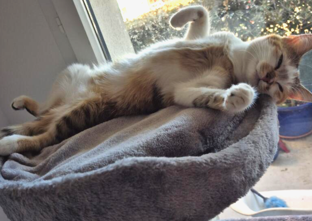 Adopter un chat dans le 33 : refuges et associations