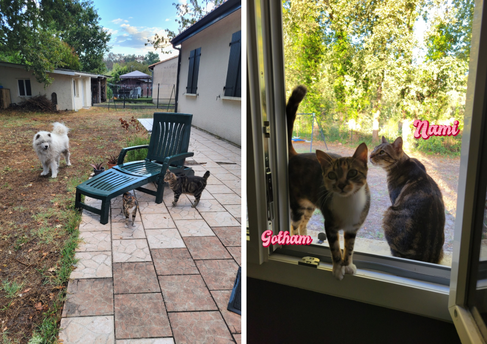 Adopter un chat dans le 33 - Guide pratique et conseils