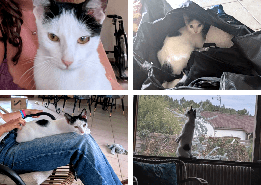 Adopter un chat dans le 33 - Guide pratique et conseils