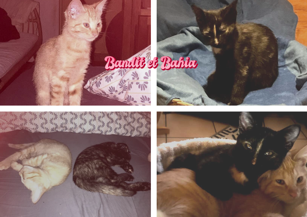 Adopter un chat dans le 33 : refuges et associations