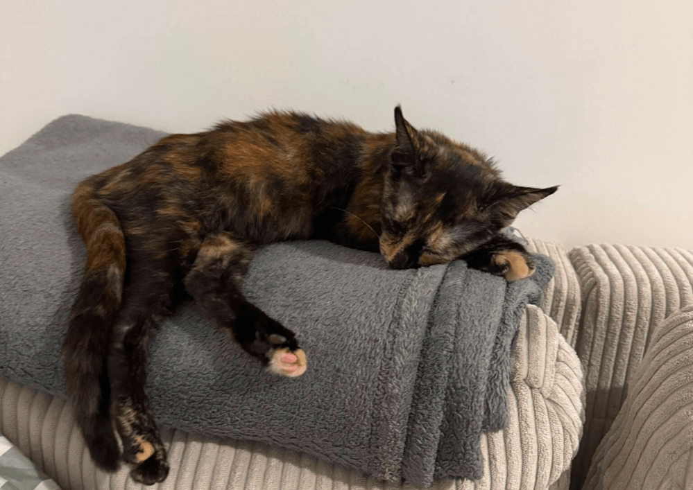 Adoptez dans le 33 : VENUS, la douceur, visible sur St André de Cubzac