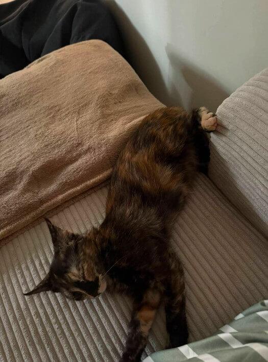 Adoptez dans le 33 : VENUS, la douceur, visible sur St André de Cubzac
