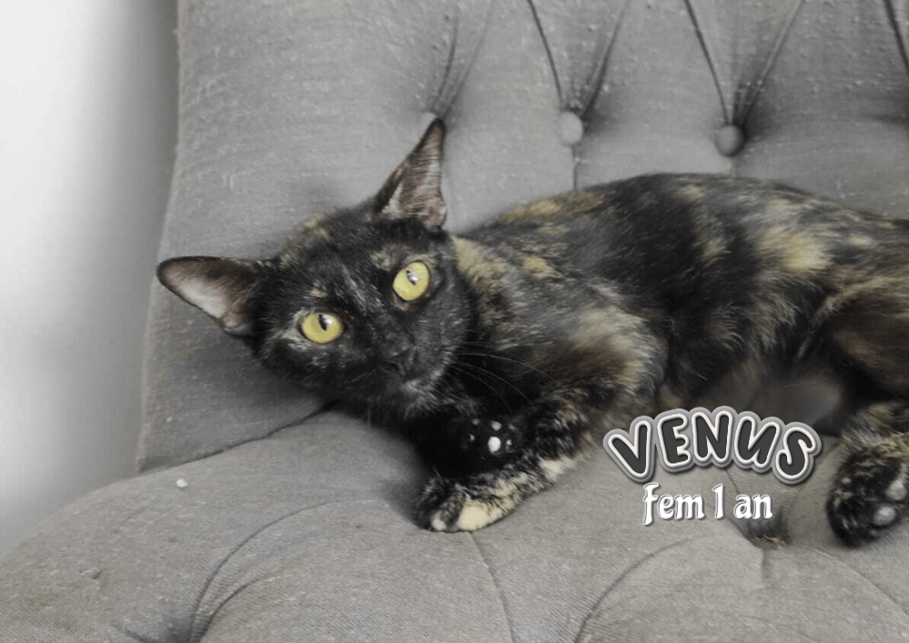 Adoptez dans le 33 : VENUS, la douceur, visible sur St André de Cubzac