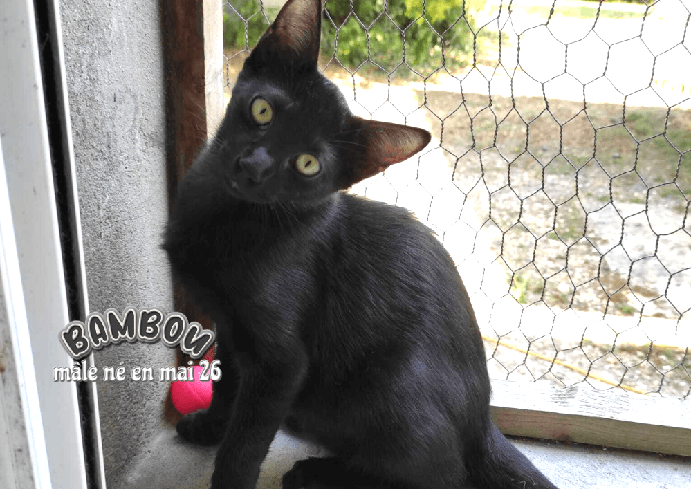Adopter dans le 33, BAMBOU, chaton plein d'amour et de dynamisme , à rencontrer sur St André de Cubzac