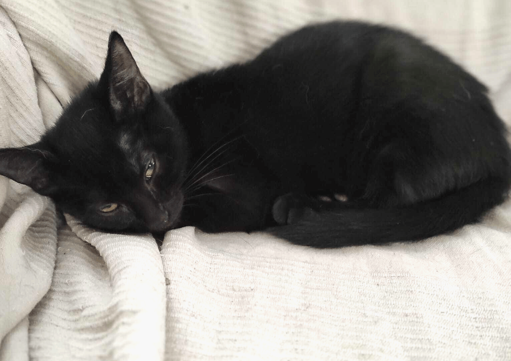 Adopter dans le 33, Basilic, le parfait petit bout de chou, à rencontrer sur St André de Cubzac