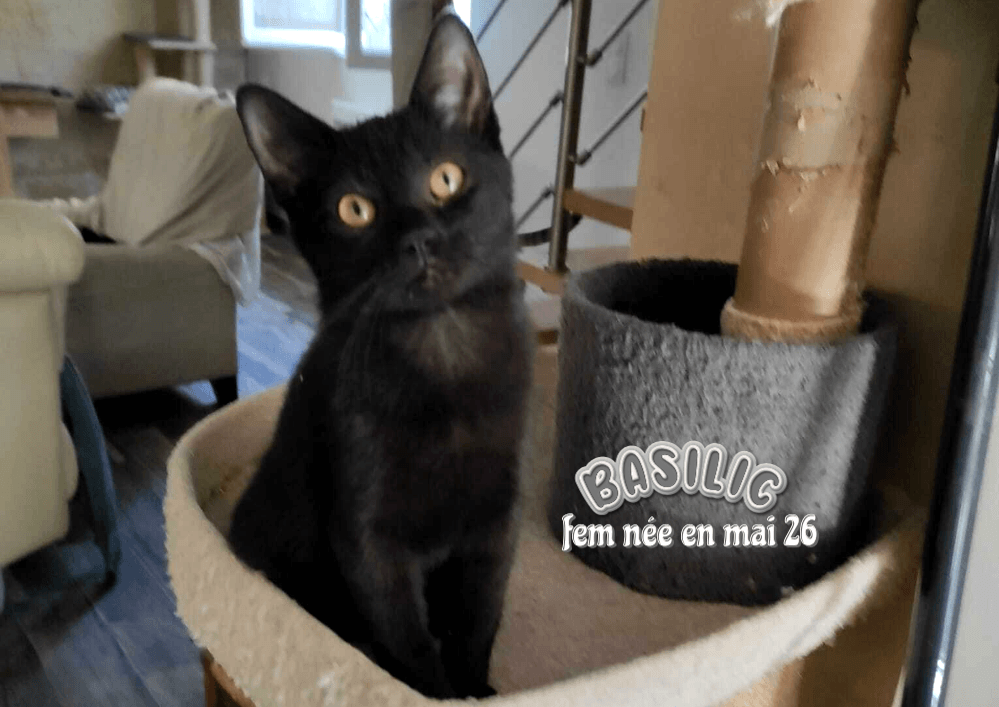 Adopter dans le 33, Basilic, le parfait petit bout de chou, à rencontrer sur St André de Cubzac