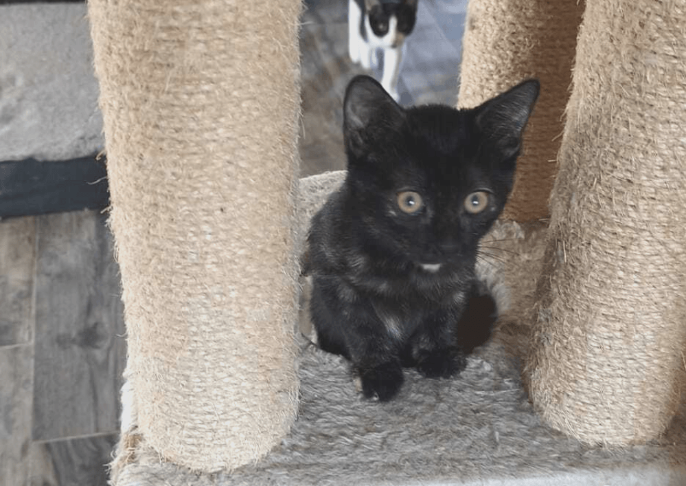 Adopter dans le 33, BISCOTTE, la douce observatrice au cœur tendre , à rencontrer sur St André de Cubzac