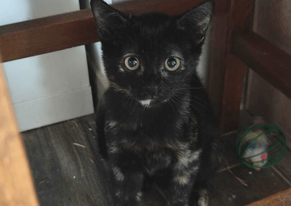 Adopter dans le 33, BISCOTTE, la douce observatrice au cœur tendre , à rencontrer sur St André de Cubzac