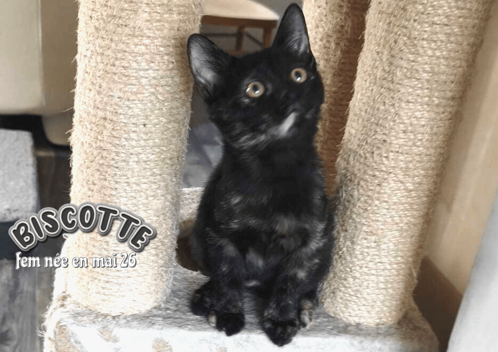 Adopter dans le 33, BISCOTTE, la douce observatrice au cœur tendre , à rencontrer sur St André de Cubzac