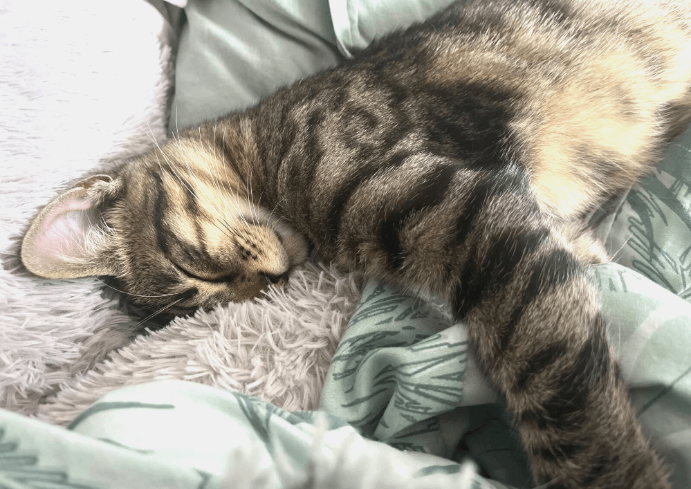 Adoptez dans le 33 NOE, 5 mois – Un vrai pot de colle !, à rencontrer sur St Médard en Jalles