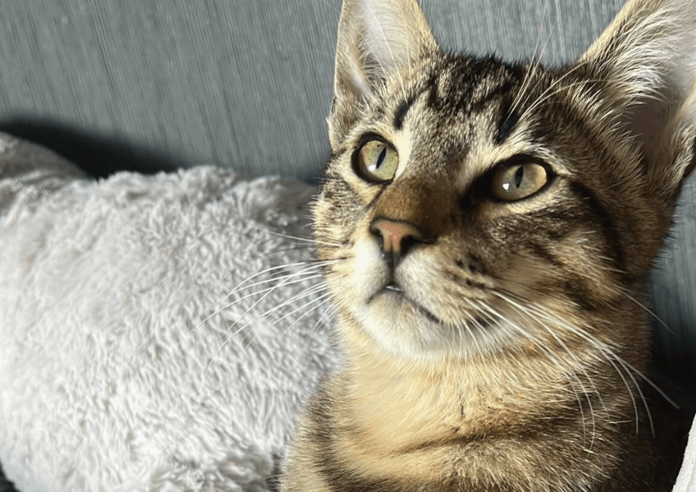 Adoptez dans le 33 NOE, 5 mois – Un vrai pot de colle !, à rencontrer sur St Médard en Jalles