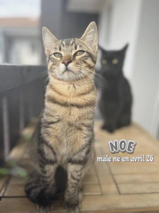 Adoptez dans le 33 NOE, 5 mois – Un vrai pot de colle !, à rencontrer sur St Médard en Jalles